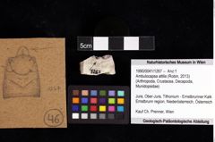 Foto (Objket + Etiketten) von Ambulocapsa altilis (Robin, 2013) 